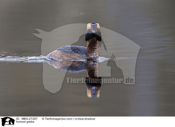 Ohrentaucher / horned grebe / MBS-27287