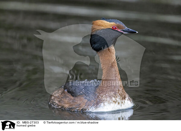 Ohrentaucher / horned grebe / MBS-27303