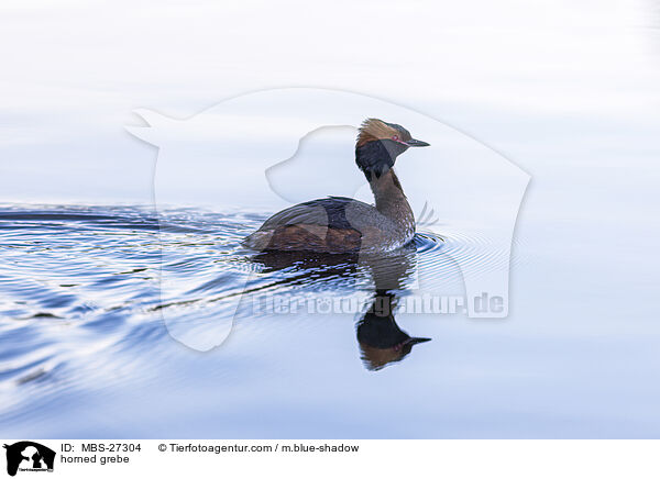 horned grebe / MBS-27304