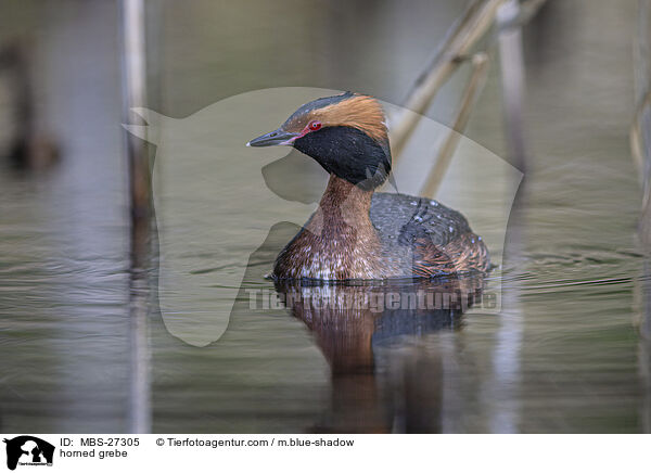 horned grebe / MBS-27305