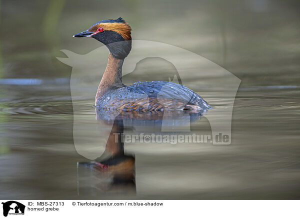 horned grebe / MBS-27313