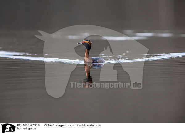horned grebe / MBS-27316