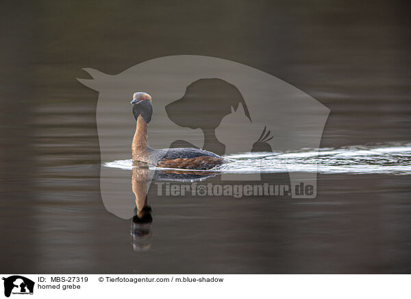 horned grebe / MBS-27319