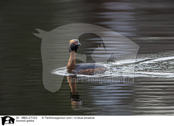 horned grebe / MBS-27322