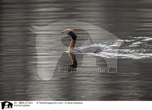 horned grebe / MBS-27323
