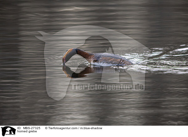 Ohrentaucher / horned grebe / MBS-27325