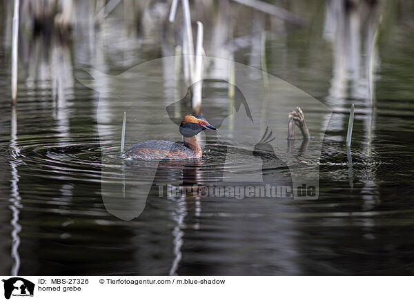 horned grebe / MBS-27326