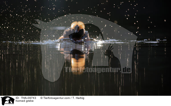 horned grebe / THA-09743
