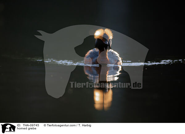 Ohrentaucher / horned grebe / THA-09745