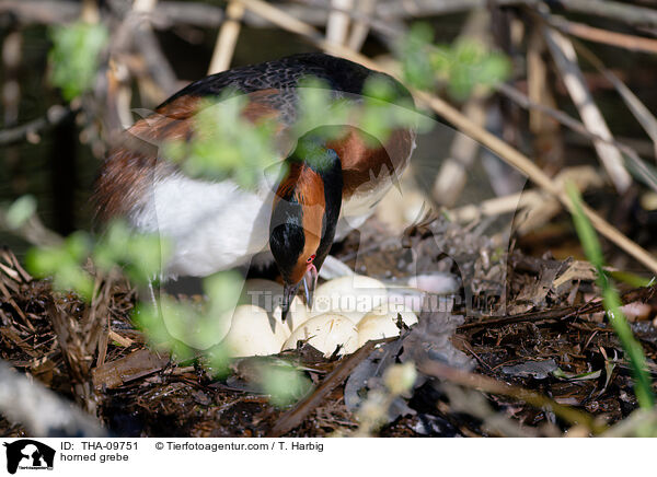 Ohrentaucher / horned grebe / THA-09751