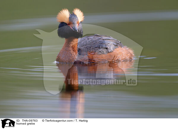 Ohrentaucher / horned grebe / THA-09763