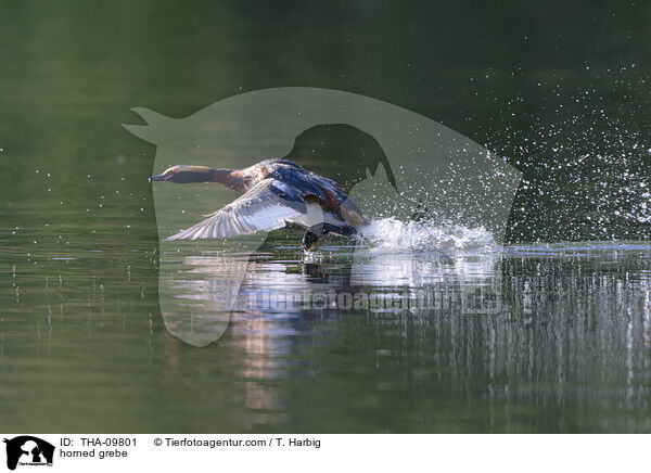 Ohrentaucher / horned grebe / THA-09801