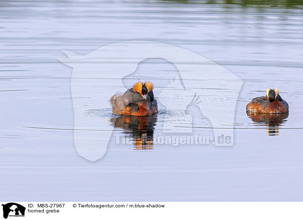 horned grebe / MBS-27967
