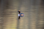 horned grebe