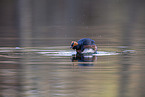horned grebe