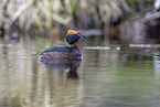 horned grebe