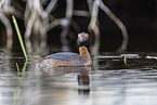 horned grebe