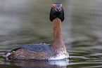 horned grebe