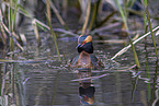 horned grebe