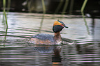 horned grebe
