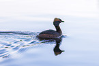horned grebe