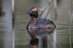 horned grebe