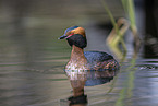 horned grebe