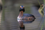 horned grebe