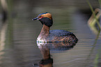horned grebe