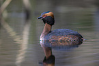 horned grebe