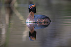 horned grebe