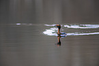 horned grebe
