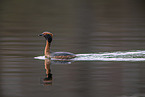 horned grebe