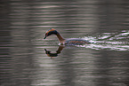 horned grebe