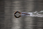horned grebe