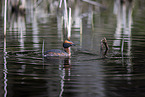 horned grebe