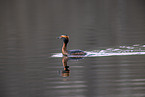 horned grebe
