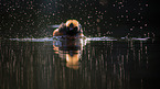 horned grebe