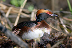 horned grebe