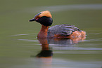 horned grebe
