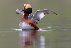horned grebe