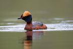 horned grebe