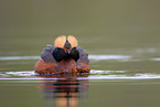 horned grebe