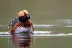 horned grebe