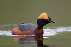 horned grebe
