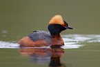 horned grebe