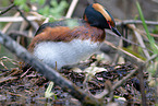 horned grebe