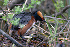 horned grebe
