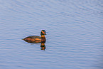 horned grebe