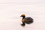 horned grebe